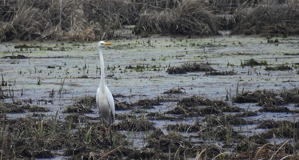 Czapla biała (Ardea alba)