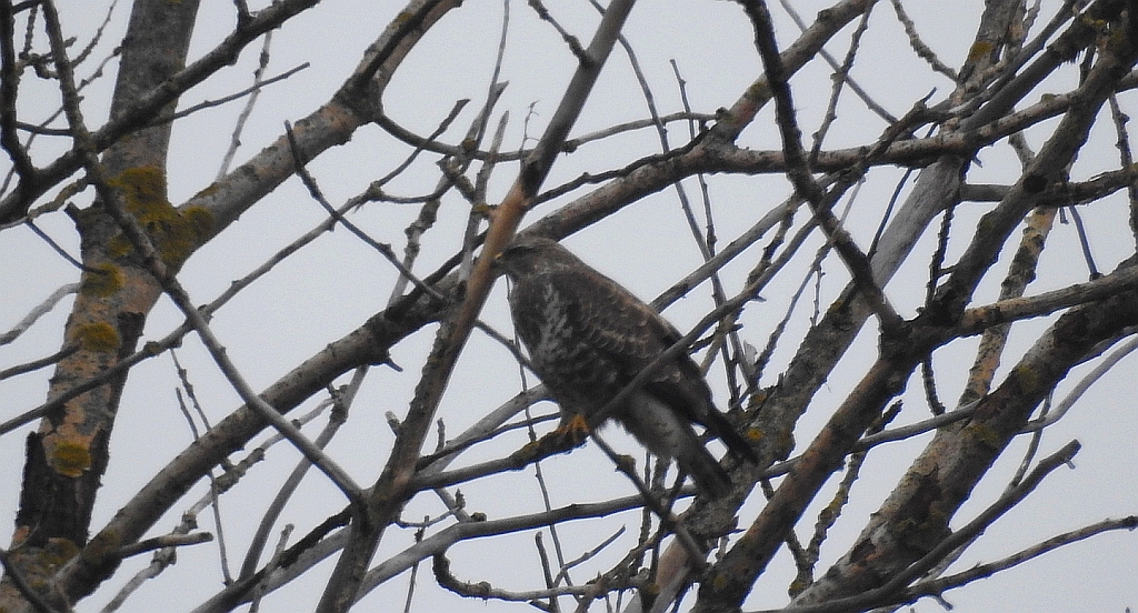 Myszołów włochaty (Buteo lagopus)