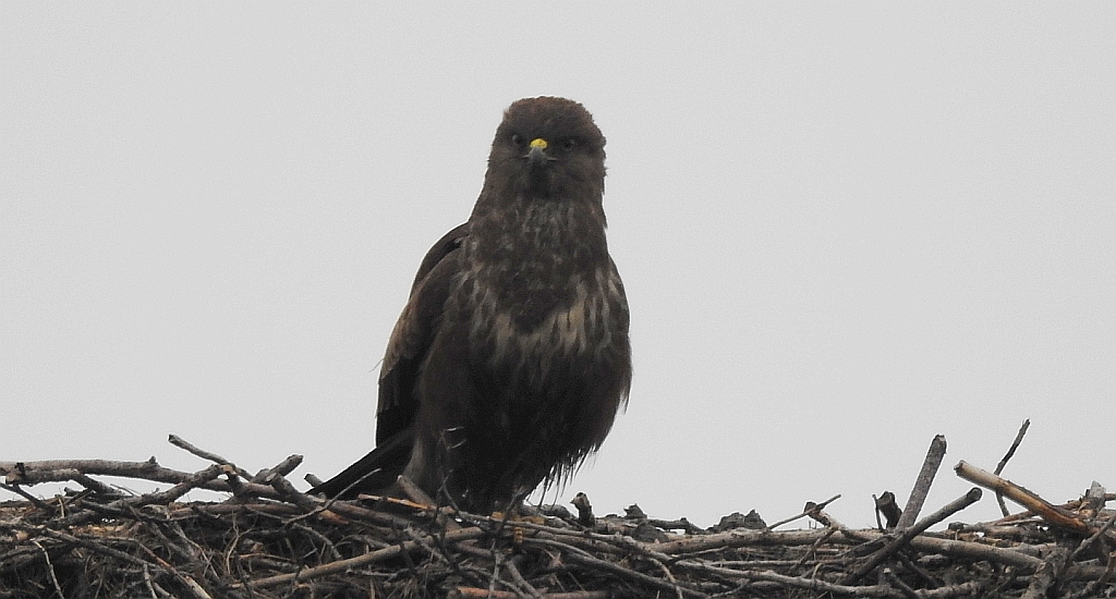Myszołów zwyczajny, myszołów (Buteo buteo)