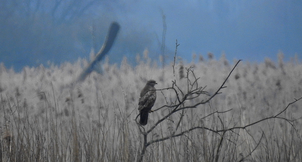 Myszołów zwyczajny, myszołów (Buteo buteo)