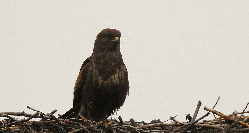 Myszołów zwyczajny, myszołów (Buteo buteo)