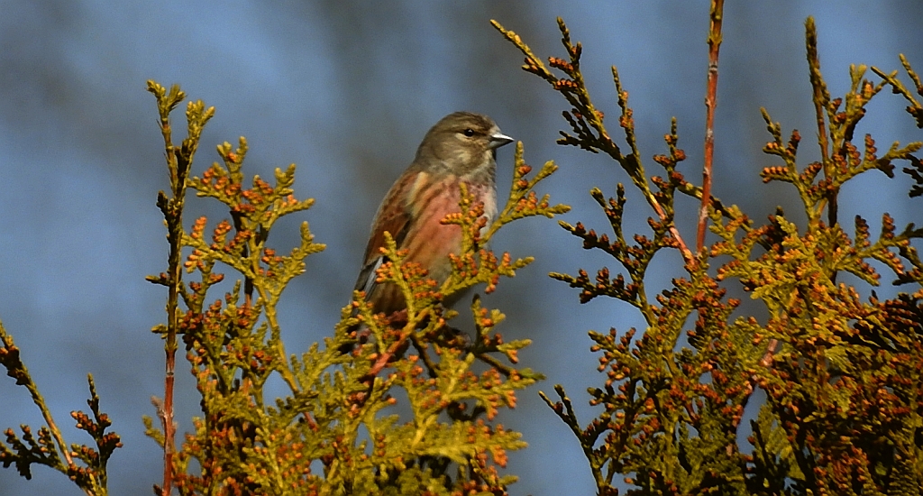 Makolągwa (Carduelis cannabina)