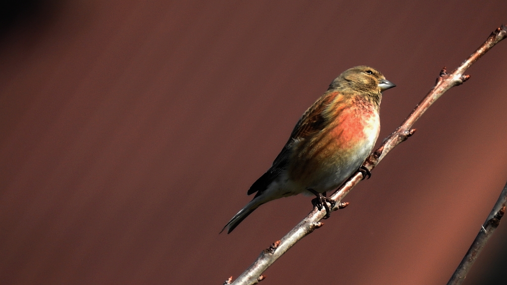 Makolągwa (Carduelis cannabina)