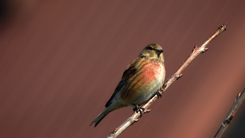 Makolągwa (Carduelis cannabina)
