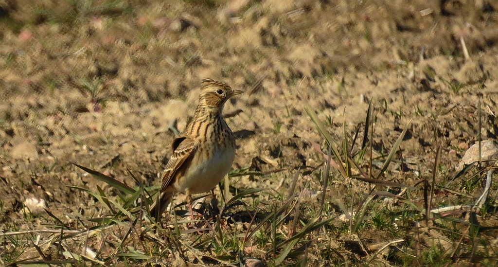 Skowronek zwyczajny, skowronek polny, skowronek, rolak (Alauda arvensis)