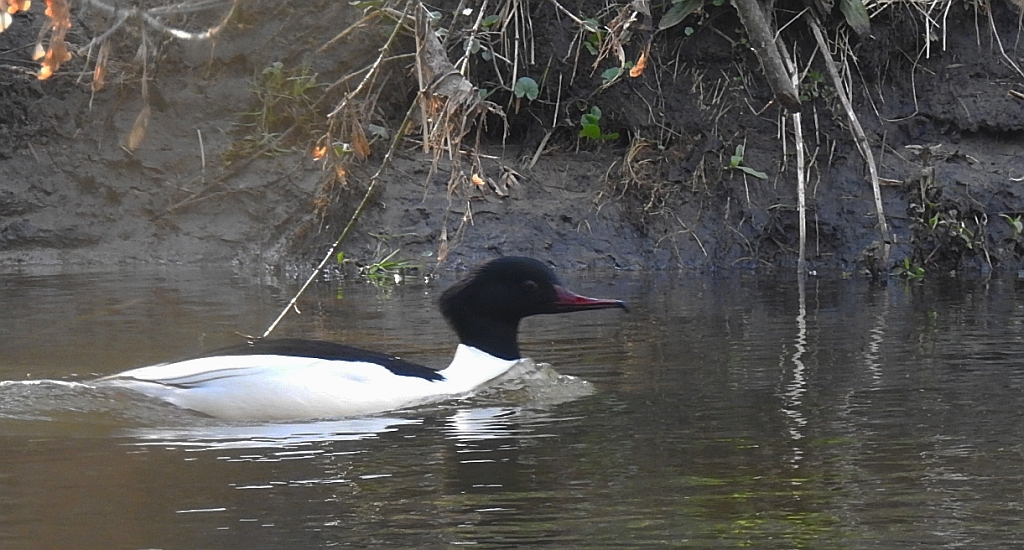 Nurogęś, tracz nurogęś (Mergus merganser)