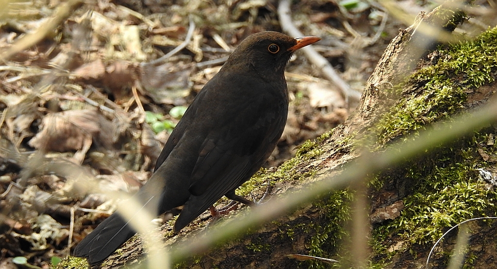 Kos zwyczajny, kos (Turdus merula)