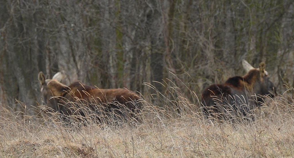 Łoś euroazjatycki (Alces alces)