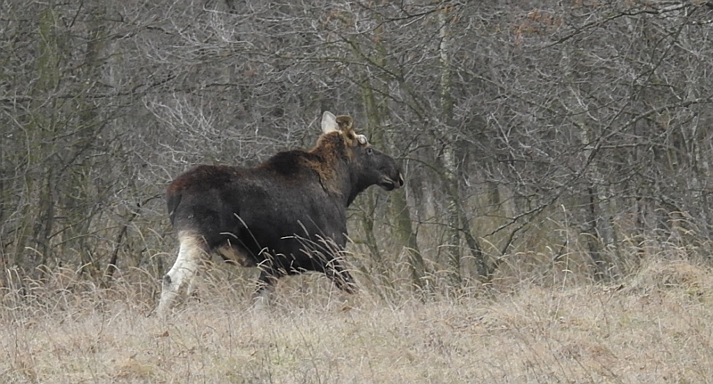Łoś euroazjatycki (Alces alces)