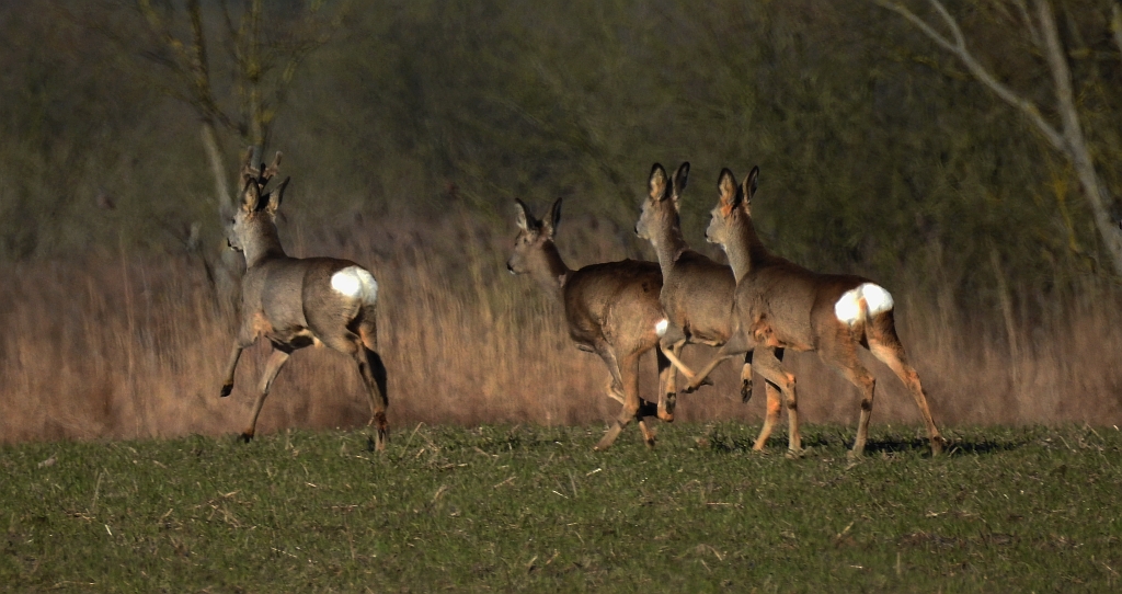 Sarna europejska (Capreolus capreolus)