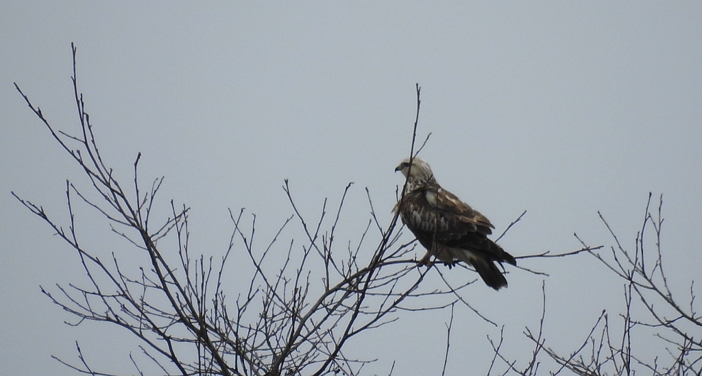 Myszołów włochaty (Buteo lagopus)