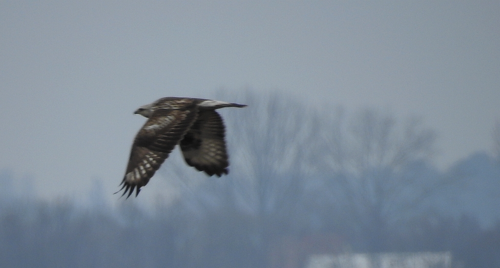 Myszołów włochaty (Buteo lagopus)