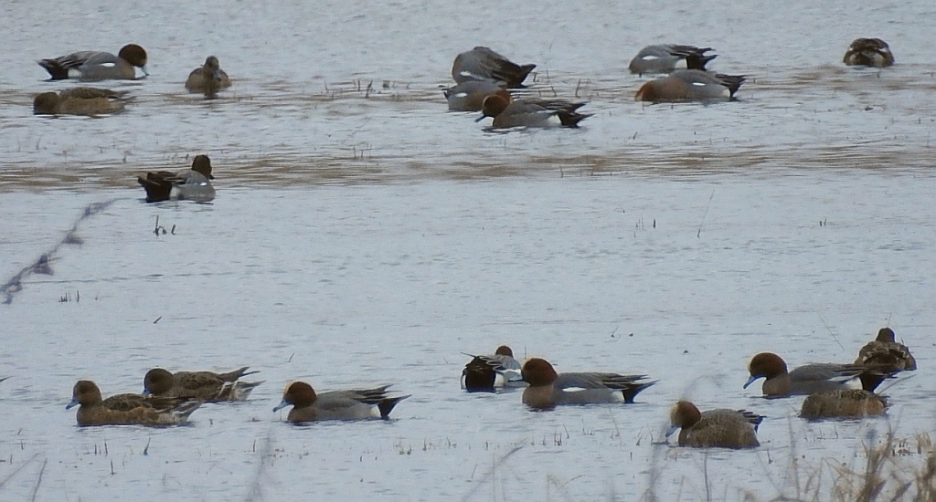 Świstun zwyczajny, świstun (Mareca penelope)