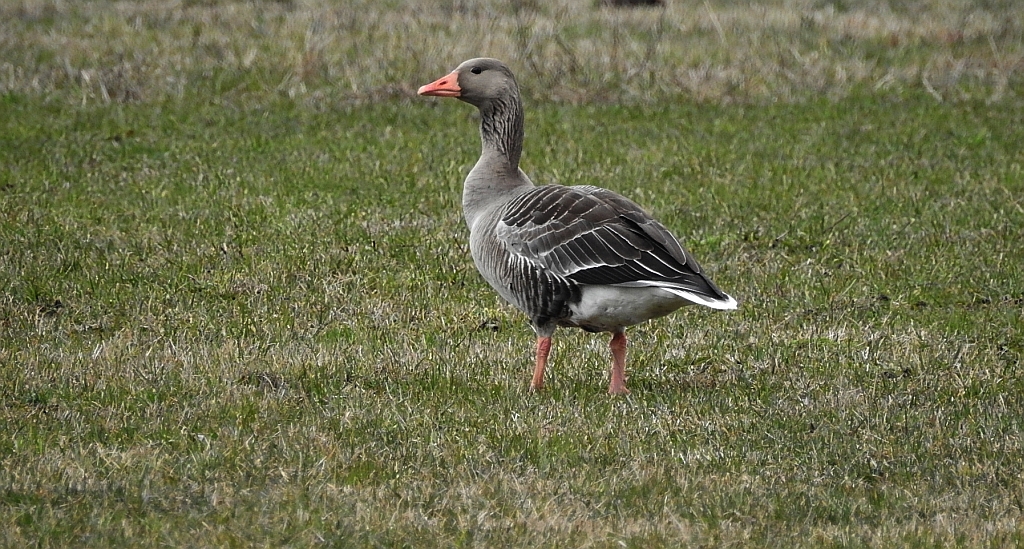 Gęgawa, gęś gęgawa (Anser anser)