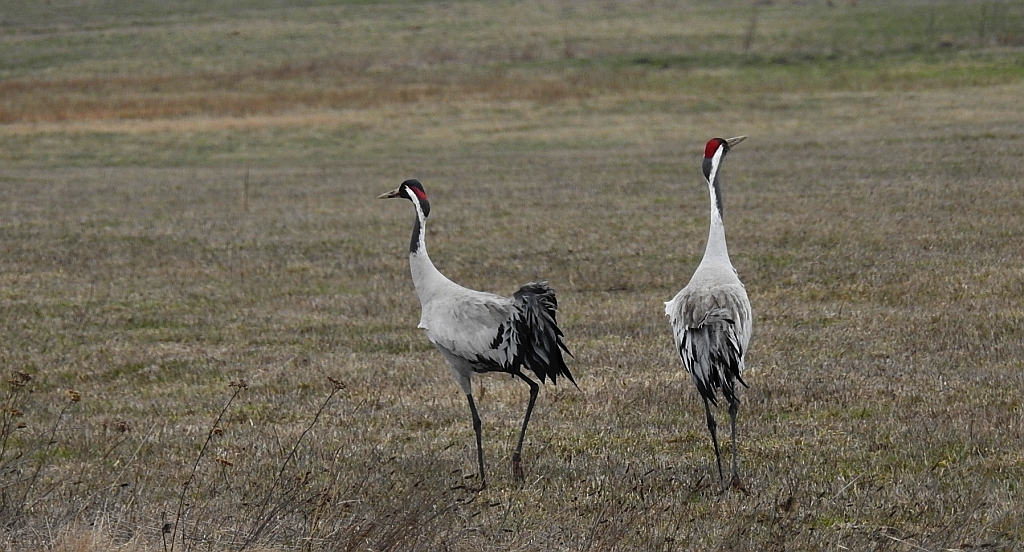 Żuraw zwyczajny, żuraw popielaty, żuraw szary (Grus grus)