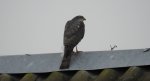 Krogulec zwyczajny, krogulec, jastrząb wróblarz (Accipiter nisus)