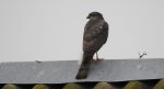 Krogulec zwyczajny, krogulec, jastrząb wróblarz (Accipiter nisus)