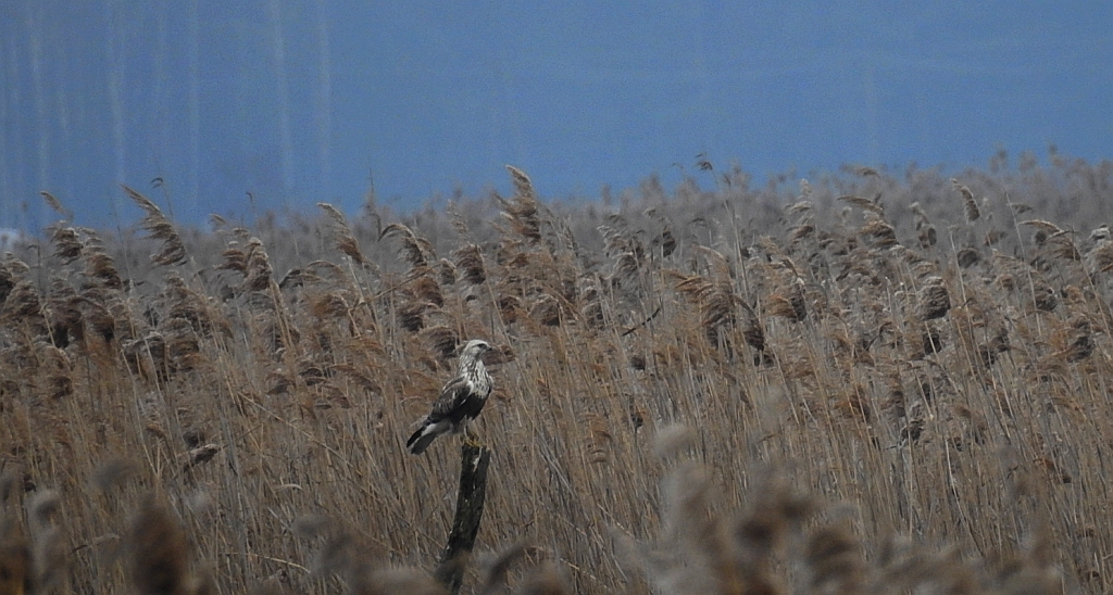 Myszołów włochaty (Buteo lagopus)