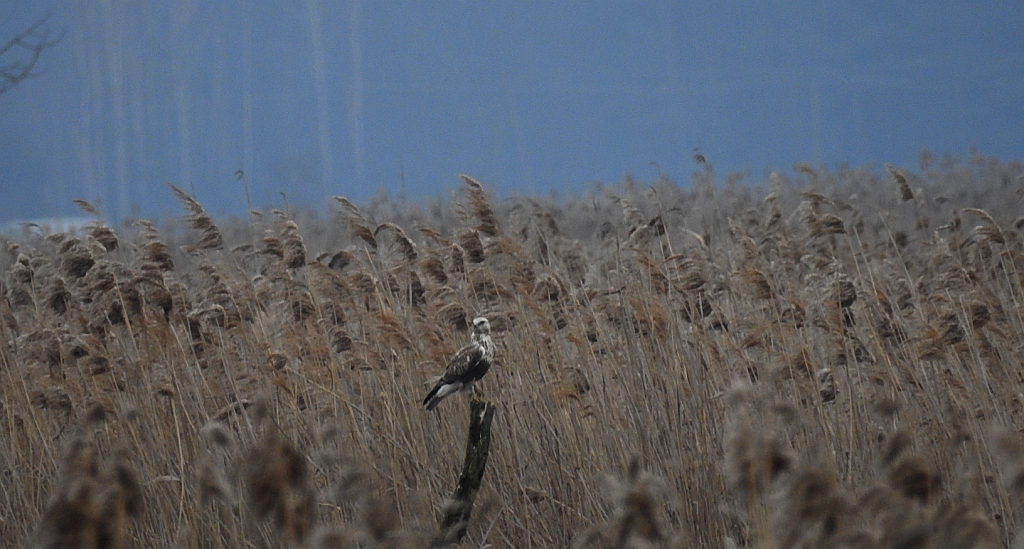 Myszołów włochaty (Buteo lagopus)