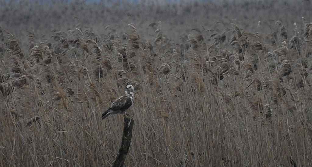 Myszołów włochaty (Buteo lagopus)