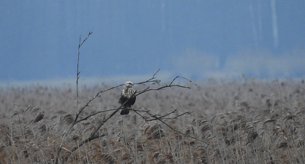 Myszołów włochaty (Buteo lagopus)