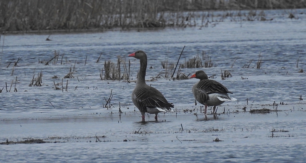 Gęgawa, gęś gęgawa (Anser anser)