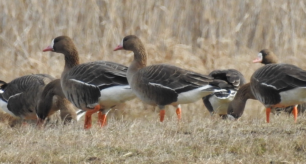 Gęś białoczelna, gęś białoczółka (Anser albifrons)