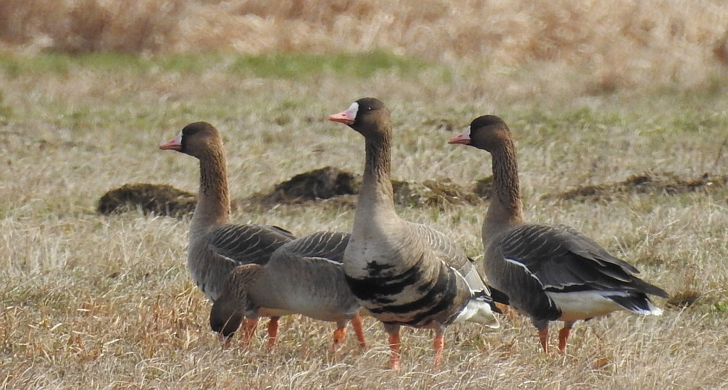 Gęś białoczelna, gęś białoczółka (Anser albifrons)