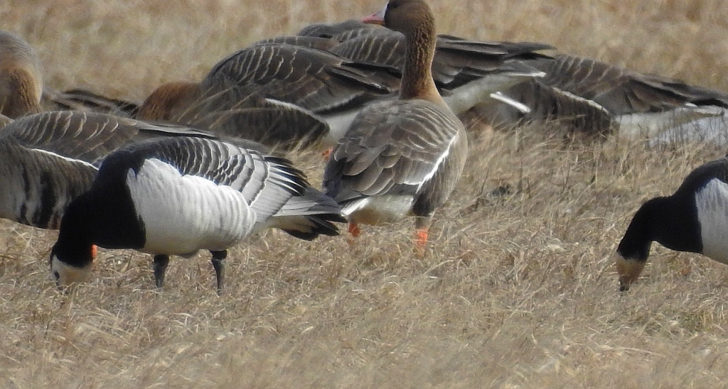 Bernikla białolica (Branta leucopsis)