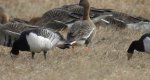 Bernikla białolica (Branta leucopsis)