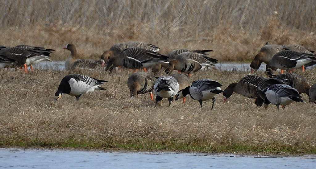 Gęś białoczelna, gęś białoczółka (Anser albifrons) i bernikla białolica (Branta leucopsis)