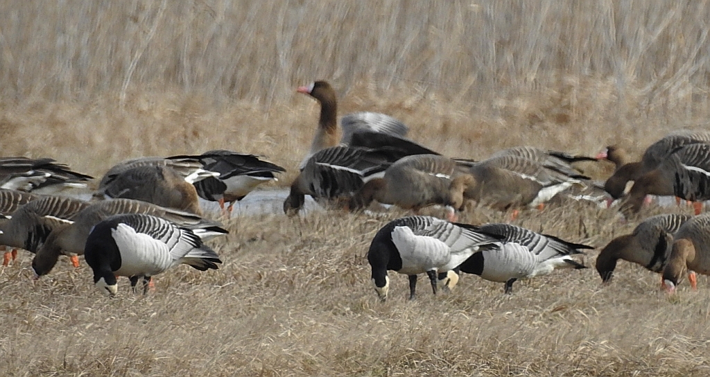 Gęś białoczelna, gęś białoczółka (Anser albifrons) i bernikla białolica (Branta leucopsis)