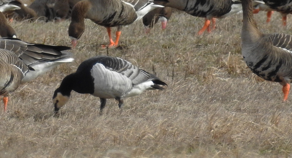 Bernikla białolica (Branta leucopsis)