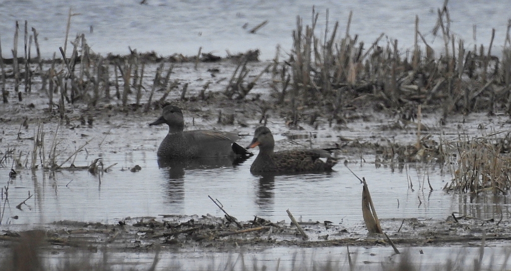 Krakwa, kaczka krakwa (Mareca strepera)