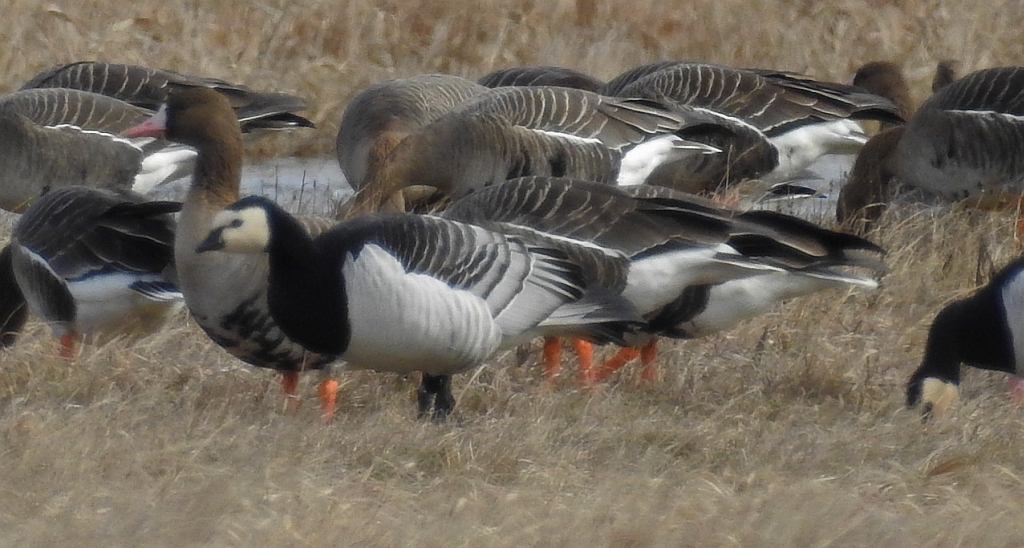 Gęś białoczelna, gęś białoczółka (Anser albifrons) i bernikla białolica (Branta leucopsis)