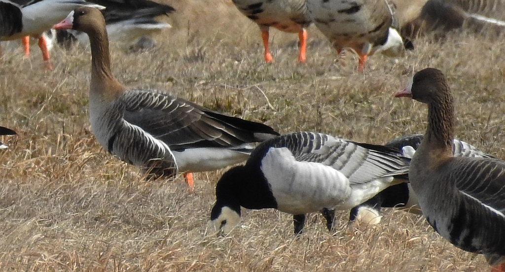 Gęś białoczelna, gęś białoczółka (Anser albifrons) i bernikla białolica (Branta leucopsis)