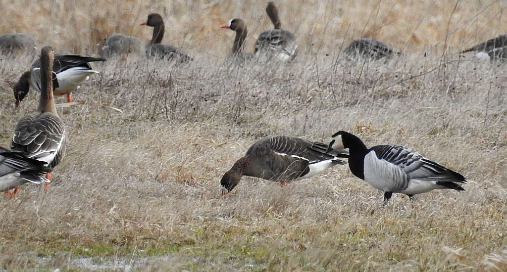 Gęś białoczelna, gęś białoczółka (Anser albifrons) i bernikla białolica (Branta leucopsis)