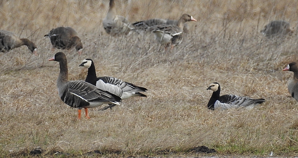 Gęś białoczelna, gęś białoczółka (Anser albifrons) i bernikla białolica (Branta leucopsis)