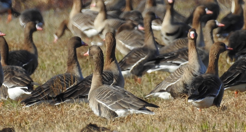 Gęś białoczelna, gęś białoczółka (Anser albifrons)