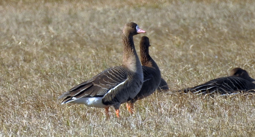 Gęś białoczelna, gęś białoczółka (Anser albifrons)