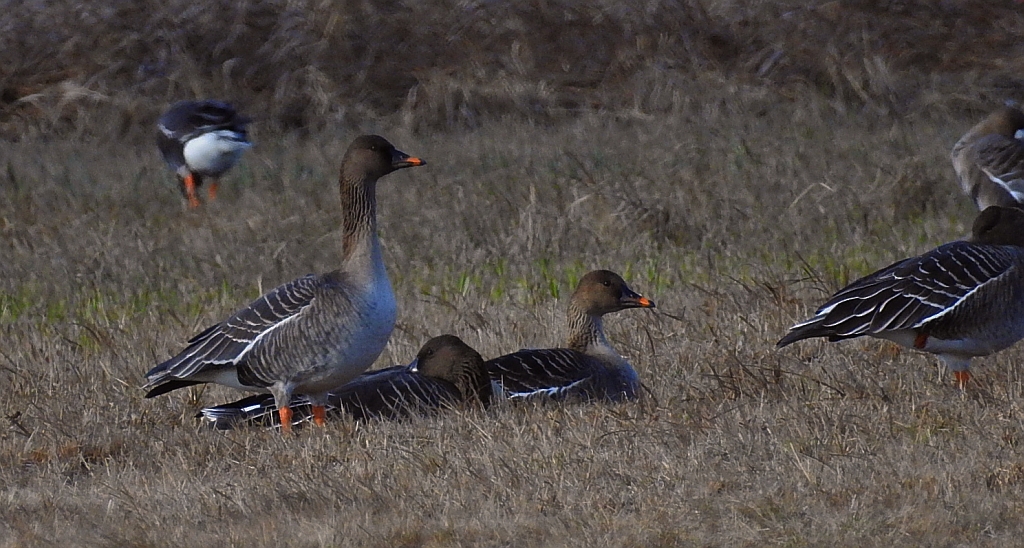 Gęś zbożowa, posiewnica (Anser fabalis)