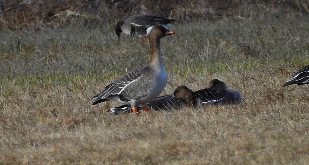 Gęś zbożowa, posiewnica (Anser fabalis)
