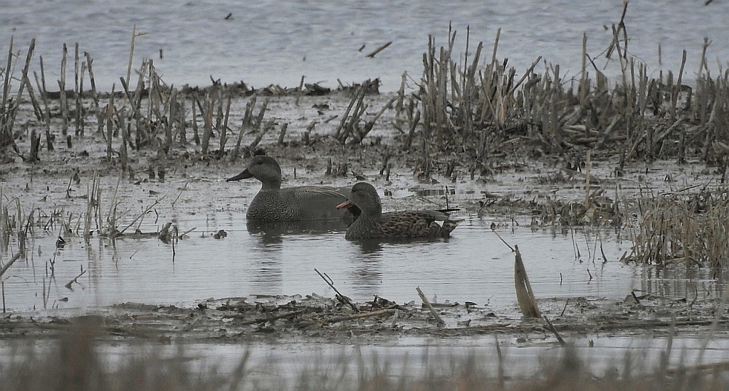 Krakwa, kaczka krakwa (Mareca strepera)