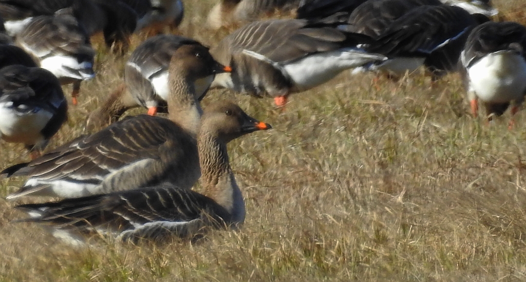 Gęś krótkodzioba (Anser brachyrhynchus)