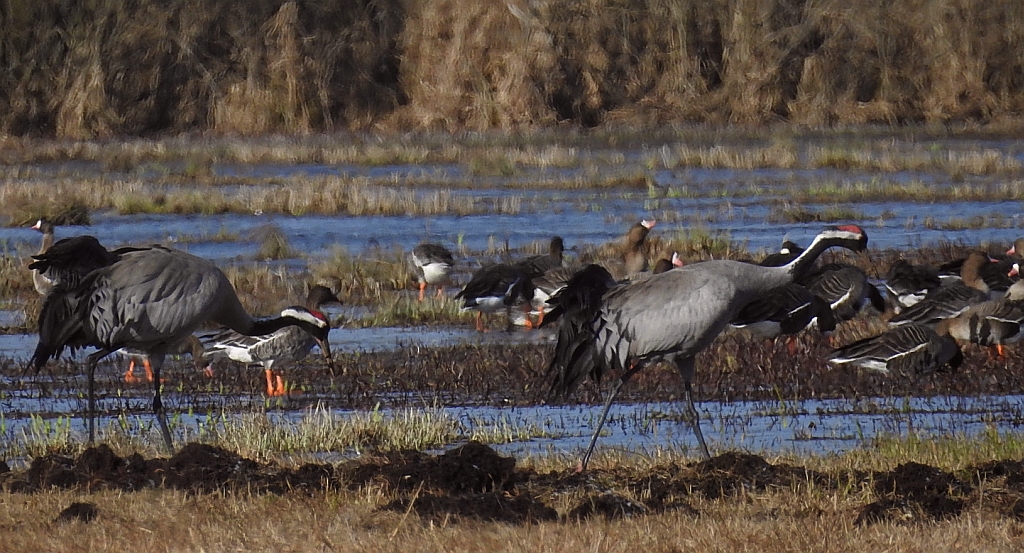 Żuraw zwyczajny, żuraw popielaty, żuraw szary (Grus grus)