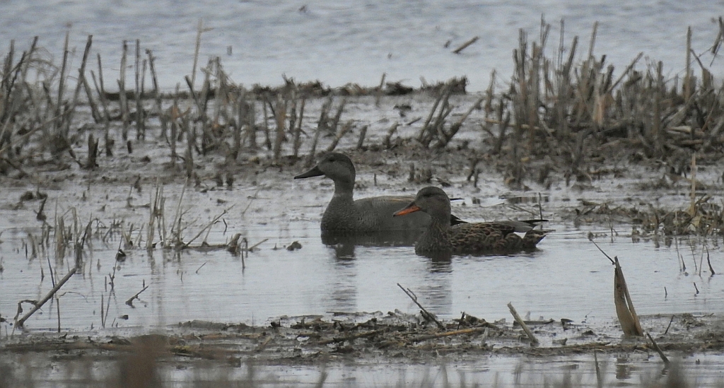 Krakwa, kaczka krakwa (Mareca strepera)