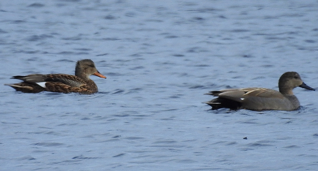 Krakwa, kaczka krakwa (Mareca strepera)