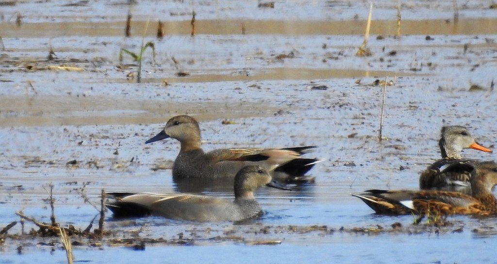 Krakwa, kaczka krakwa (Mareca strepera)