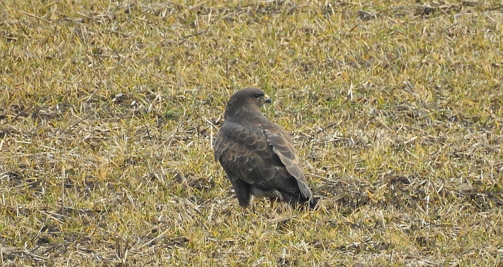 Myszołów zwyczajny, myszołów (Buteo buteo)