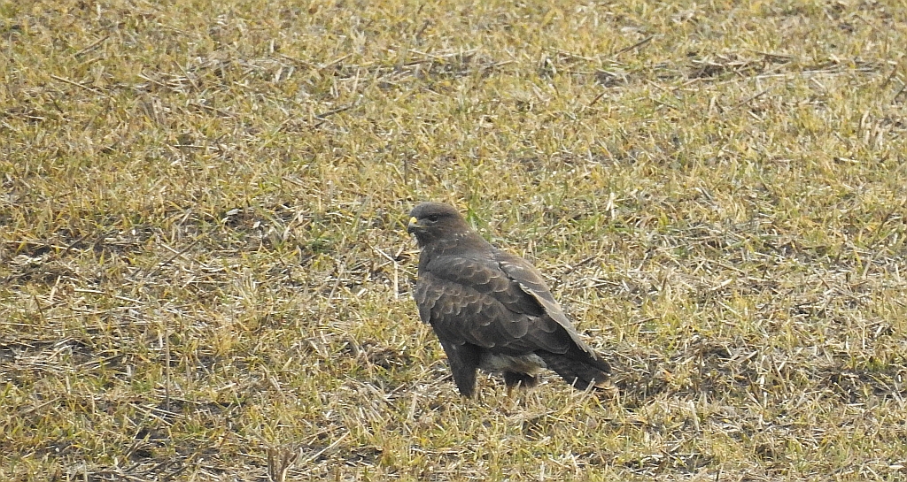 Myszołów zwyczajny, myszołów (Buteo buteo)